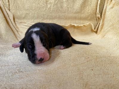 D-Tadgh Denise Von Schlesien