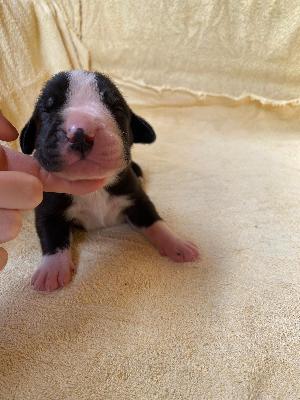 D-Tadgh Denise Von Schlesien