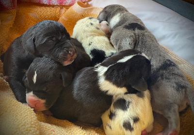 Don-Oskar Von Schlesien