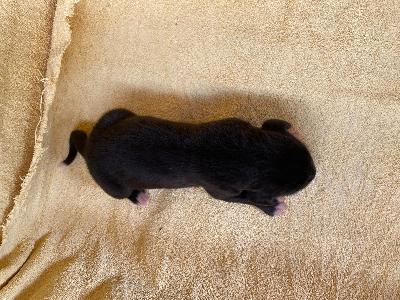 Don-Oskar Von Schlesien