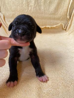 Don-Oskar Von Schlesien