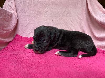 Don-Oskar Von Schlesien