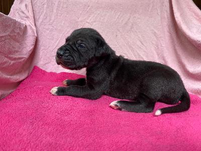 Don-Oskar Von Schlesien