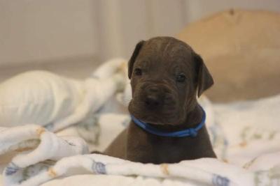 Archie von der Dithmarscher Geest