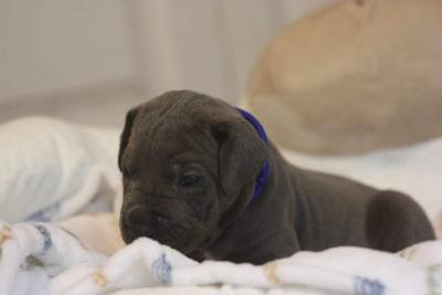 Amore Mio Mia Stella von der Dithmarscher Geest