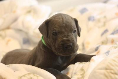 Anton von der Dithmarscher Geest