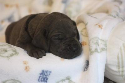 Arus von der Dithmarscher Geest