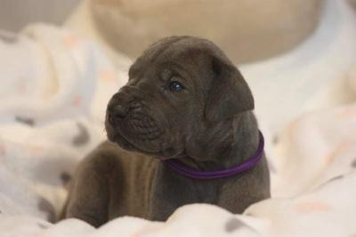 Ally von der Dithmarscher Geest