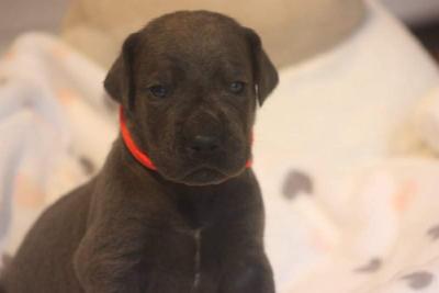 Alma von der Dithmarscher Geest