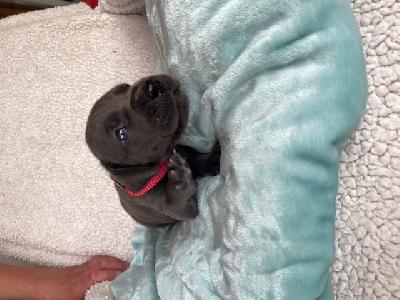 Imani Black Mountains Racing