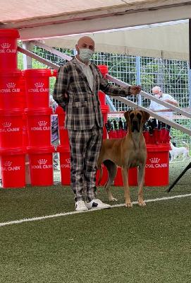 Nagyiregi Vista Reyna