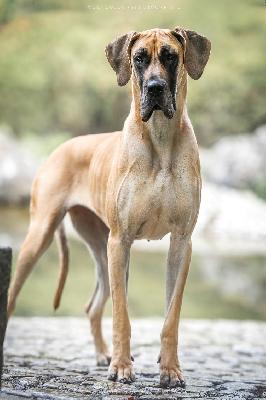 Nagyiregi Vista Reyna