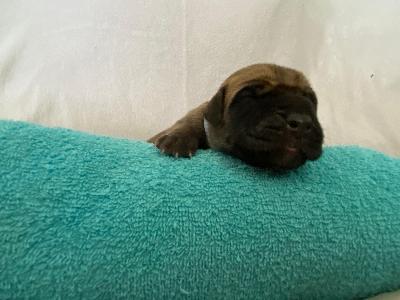 A1xxxxxxxxxxx vom Hause der Herzbuben