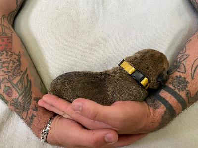 Altenburg�s David vom Hause der Herzbuben