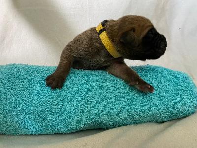 Altenburg�s David vom Hause der Herzbuben