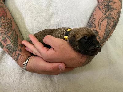 Altenburg�s David vom Hause der Herzbuben