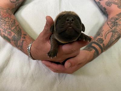 Altenburg�s David vom Hause der Herzbuben