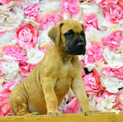 Altenburg�s David vom Hause der Herzbuben