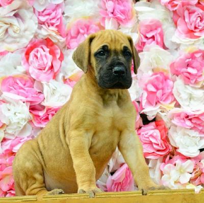 Altenburg�s David vom Hause der Herzbuben