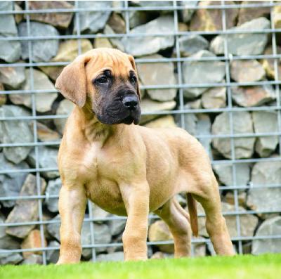 Altenburg�s David vom Hause der Herzbuben