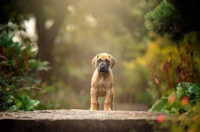 Altenburgs David vom Hause der Herzbuben