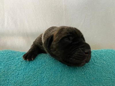 Atlantics Angel vom Hause der Herzbuben