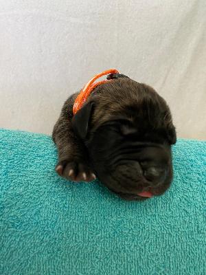 Azur Sol vom Hause der Herzbuben