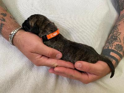 Azur Sol vom Hause der Herzbuben