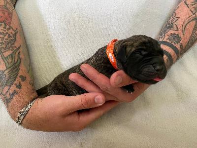 Azur Sol vom Hause der Herzbuben