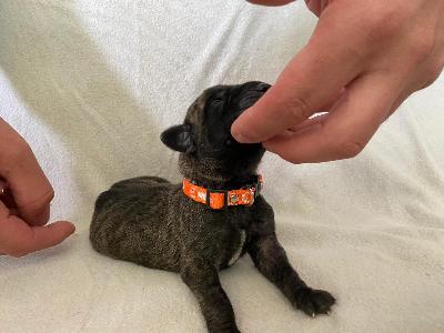 Azur Sol vom Hause der Herzbuben