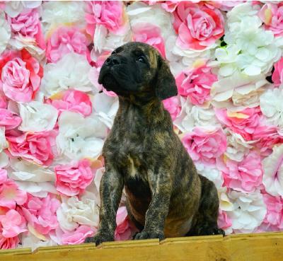 Azur Sol vom Hause der Herzbuben