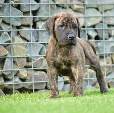 Azur Sol vom Hause der Herzbuben