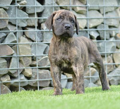 Azur Sol vom Hause der Herzbuben