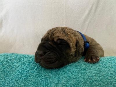 Arubas Edo vom Hause der Herzbuben