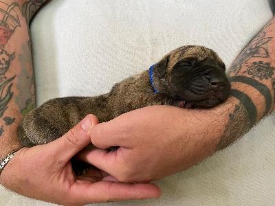 Arubas Edo vom Hause der Herzbuben