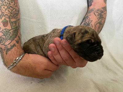 Aruba�s Edo vom Hause der Herzbuben