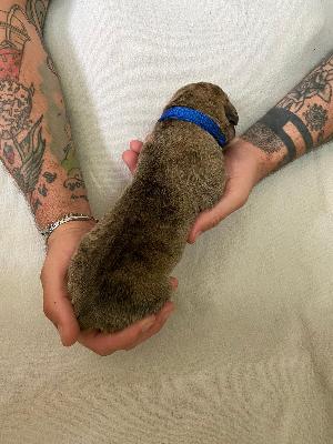 Arubas Edo vom Hause der Herzbuben