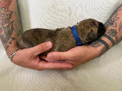 Arubas Edo vom Hause der Herzbuben