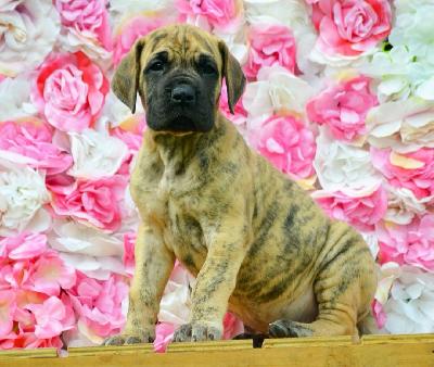 Arubas Edo vom Hause der Herzbuben