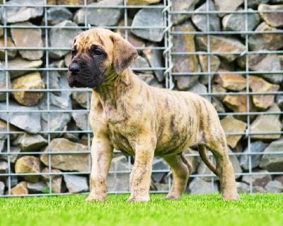 Arubas Edo vom Hause der Herzbuben