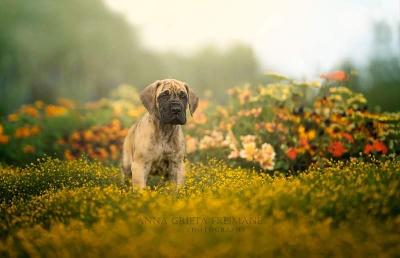 Arubas Edo vom Hause der Herzbuben