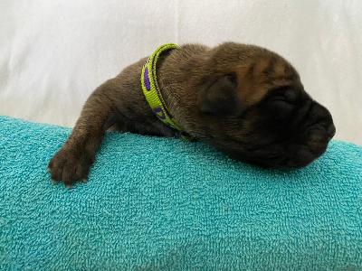 A4xxxxxxx vom Hause der Herzbuben