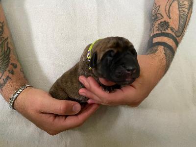 A4xxxxxxx vom Hause der Herzbuben