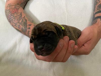 A4xxxxxxx vom Hause der Herzbuben