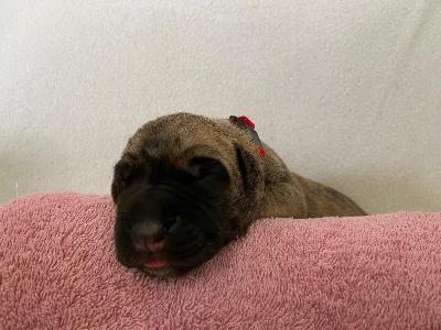 Alaska vom Hause der Herzbuben