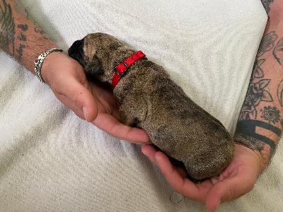 Alaska vom Hause der Herzbuben