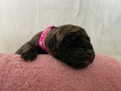 Arizona�s Nami vom Hause der Herzbuben