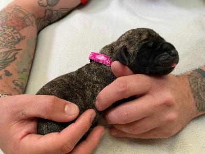 Arizona�s Nami vom Hause der Herzbuben