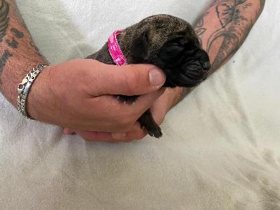 Arizona�s Nami vom Hause der Herzbuben