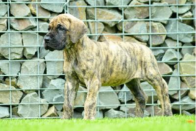 Arizona�s Nami vom Hause der Herzbuben